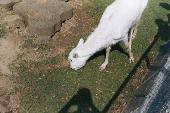 Newquay Zoo