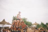 Shell atop a camel