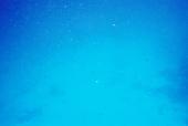 Under the Sea