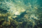 Reef