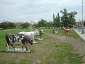Almost a herd