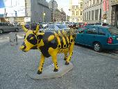 A Cow